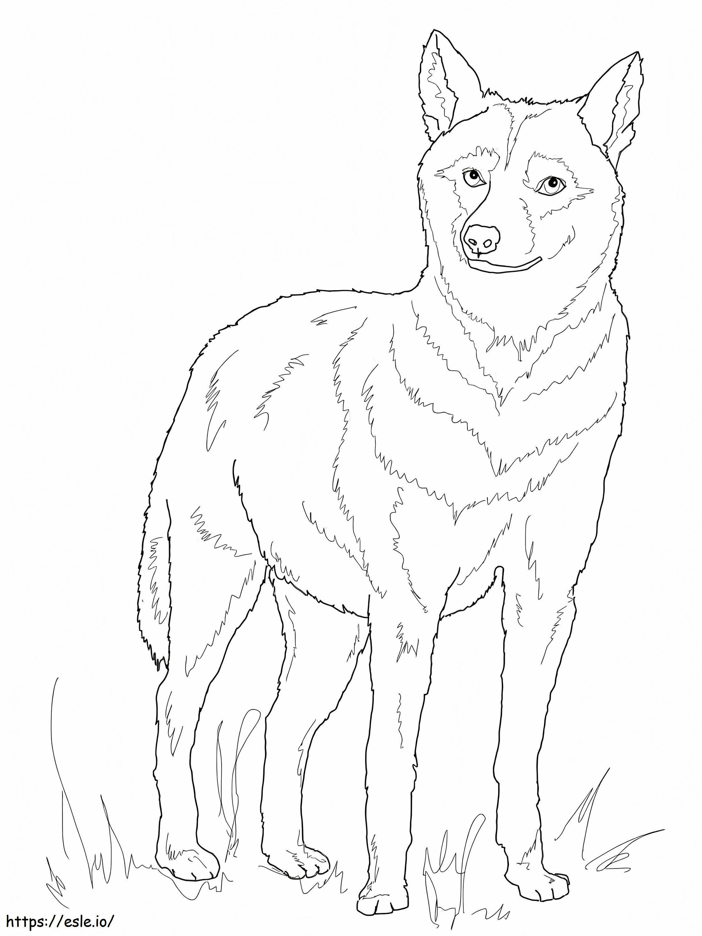 Loup D'Italie 768X1024 coloring page