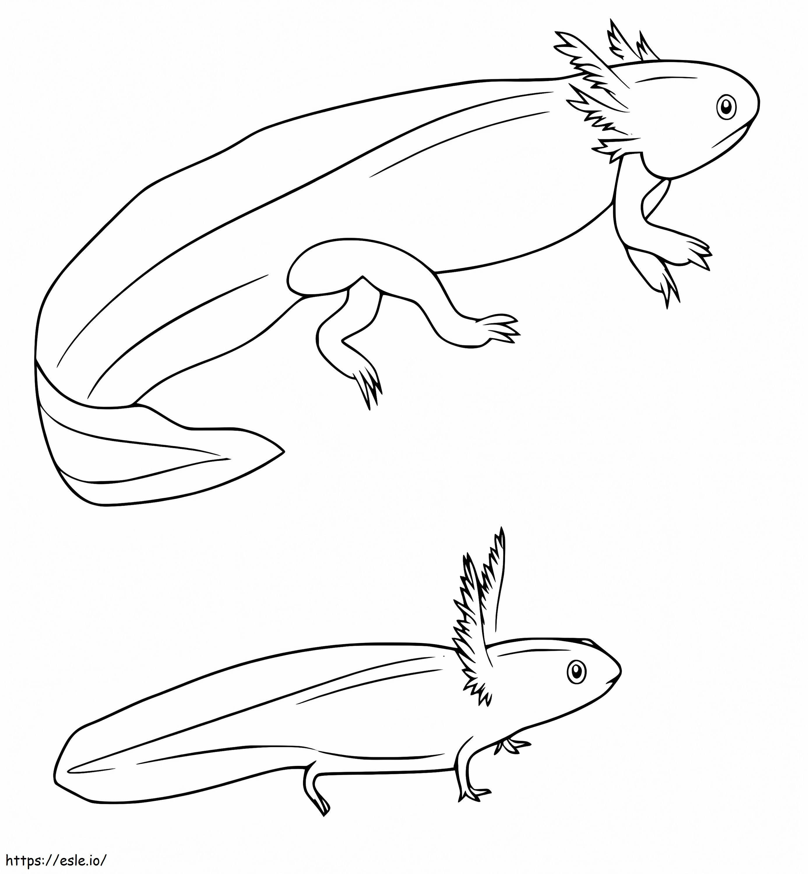 Großer und kleiner Axolotl ausmalbilder