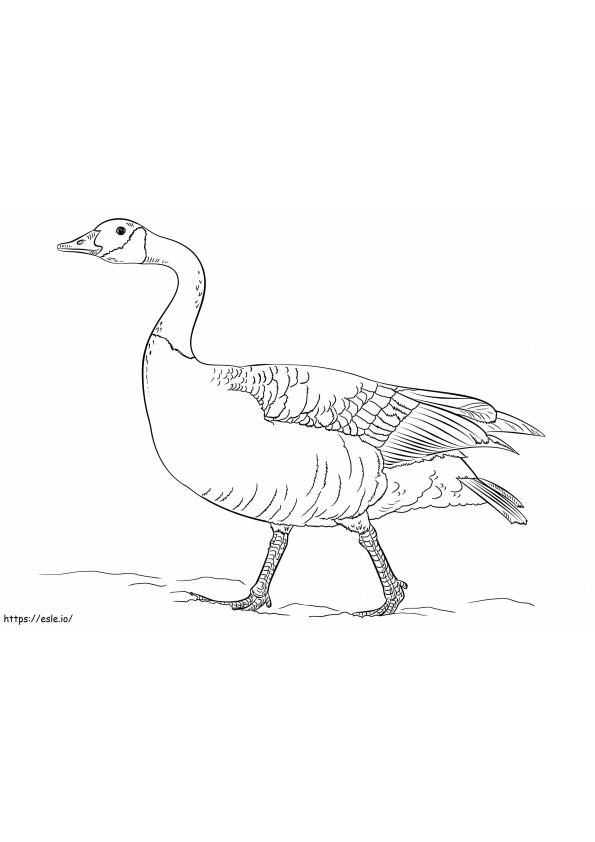 Canadian Goose coloring page