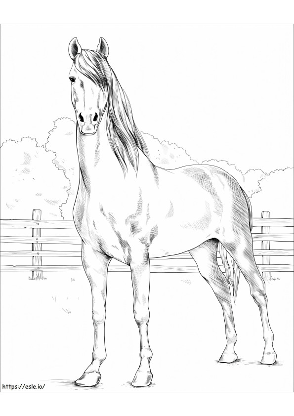 Morgan Horse coloring page