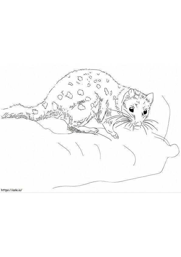 Tiger Quoll coloring page