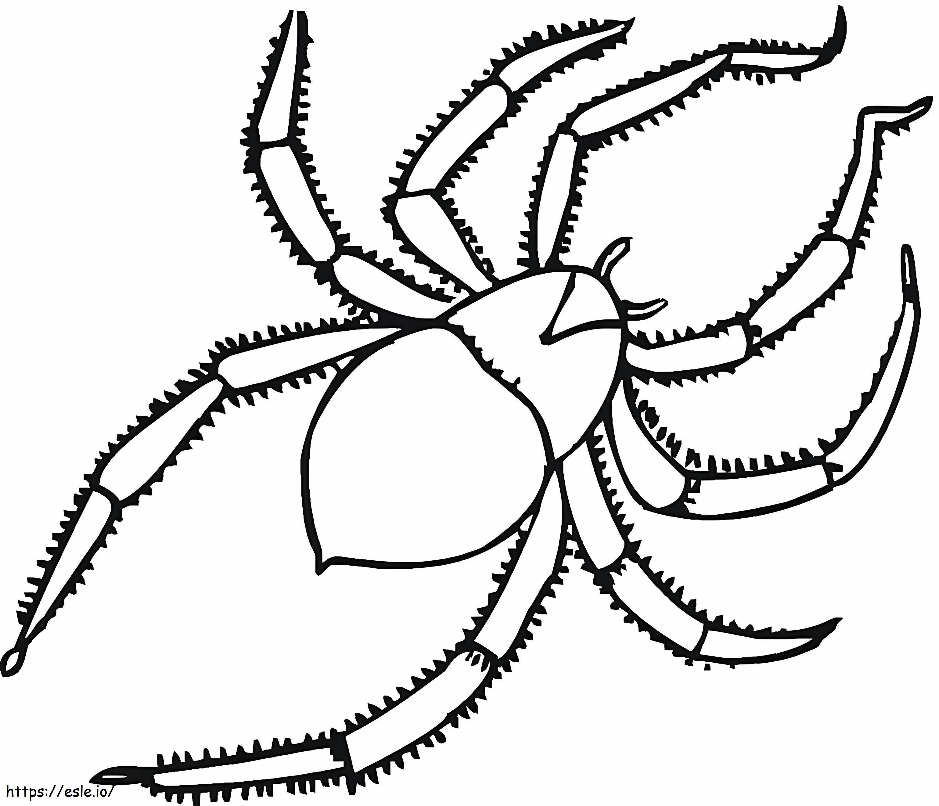 1匹の蜘蛛 ぬりえ - 塗り絵