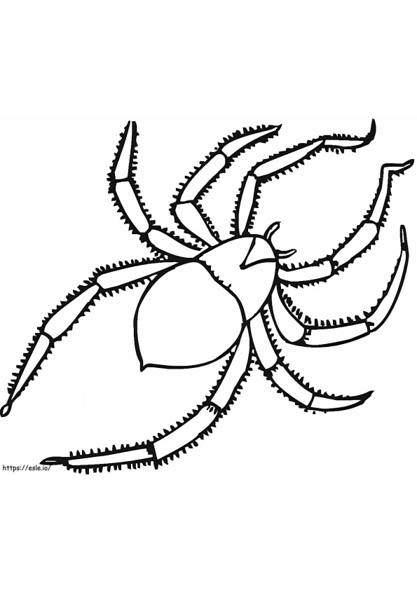 1匹の蜘蛛 ぬりえ - 塗り絵
