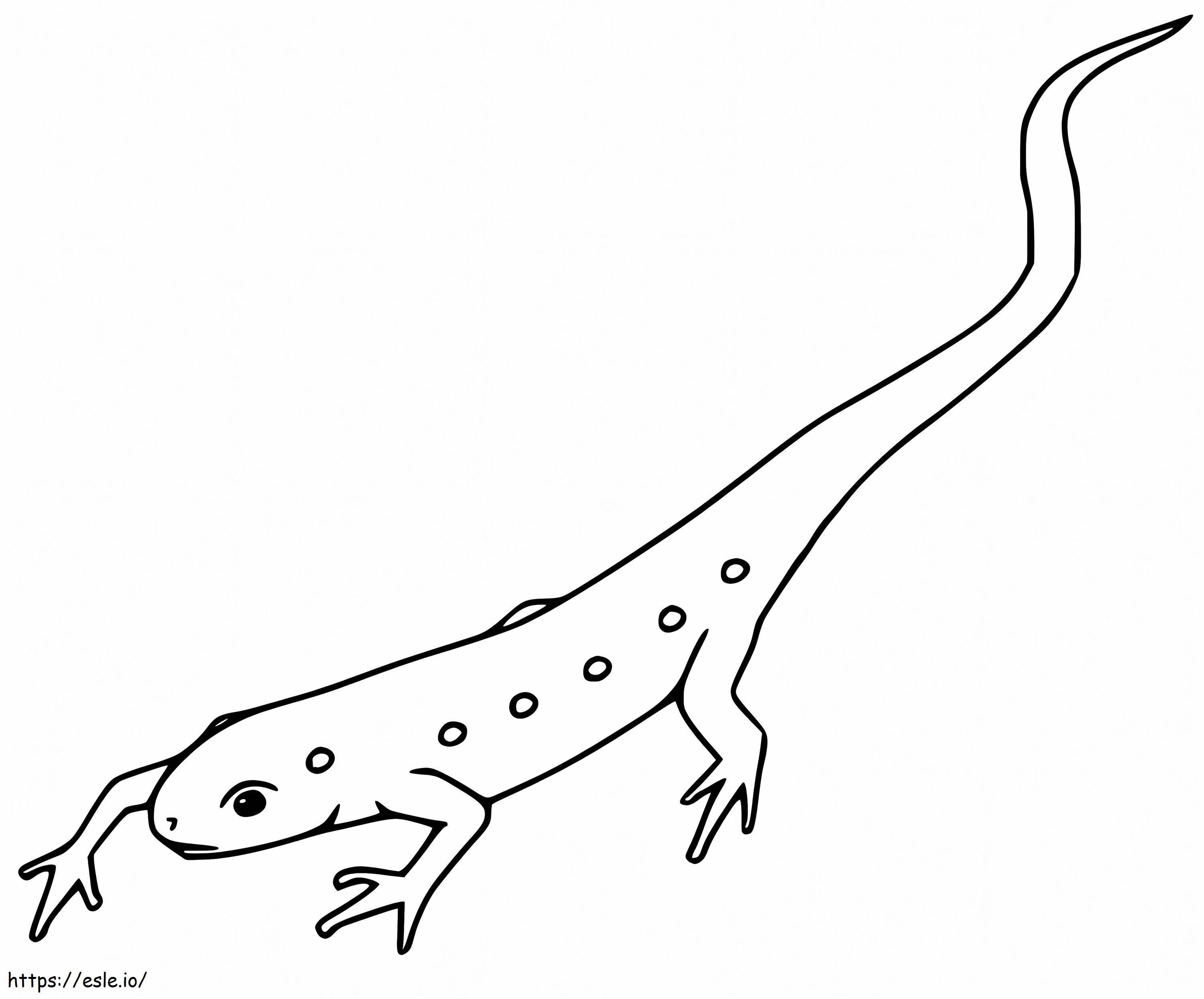 Red Spotted Newt 1 coloring page