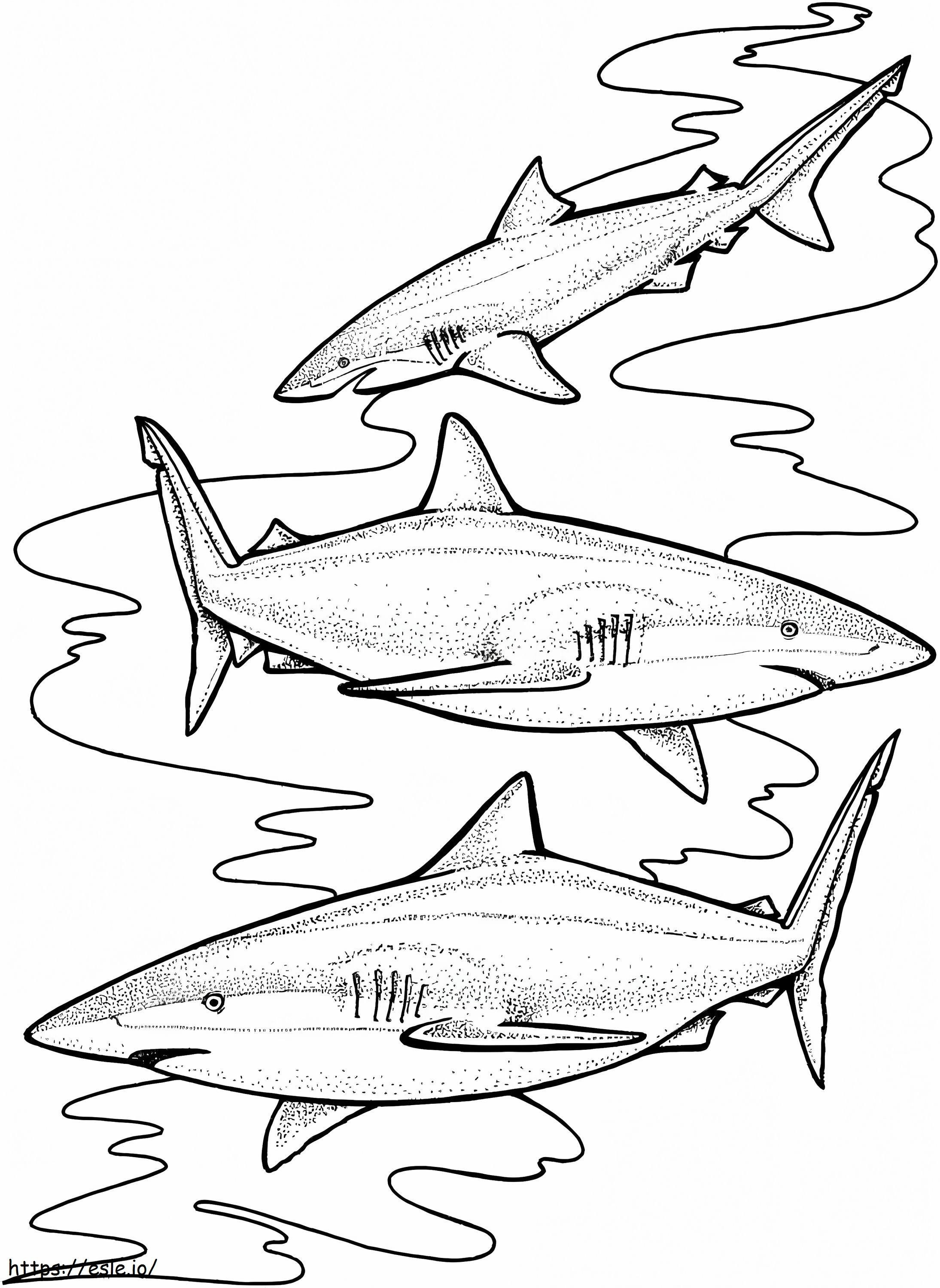 Três tubarões-tigre para colorir
