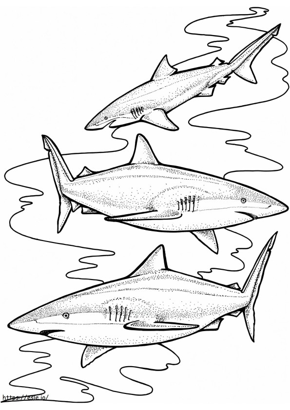 Três tubarões-tigre para colorir