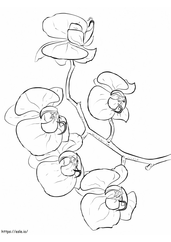 Coloriage Belle fleur d'orchidée à imprimer dessin