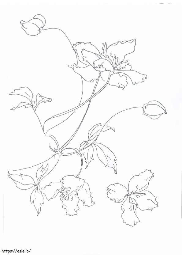Clematis By Janet Edwards coloring page