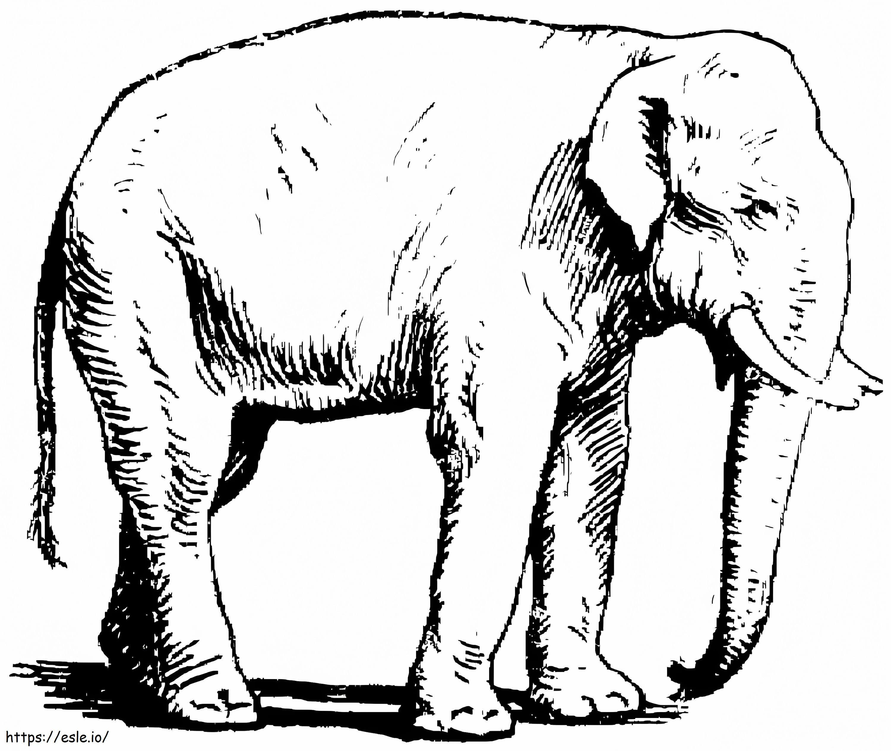 Elefantul asiatic de colorat