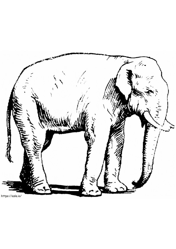 Elefante asiatico da colorare