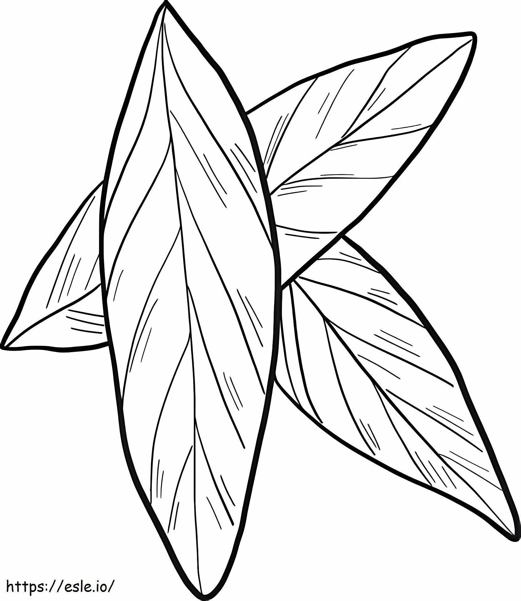 Three Leaf Laurel coloring page