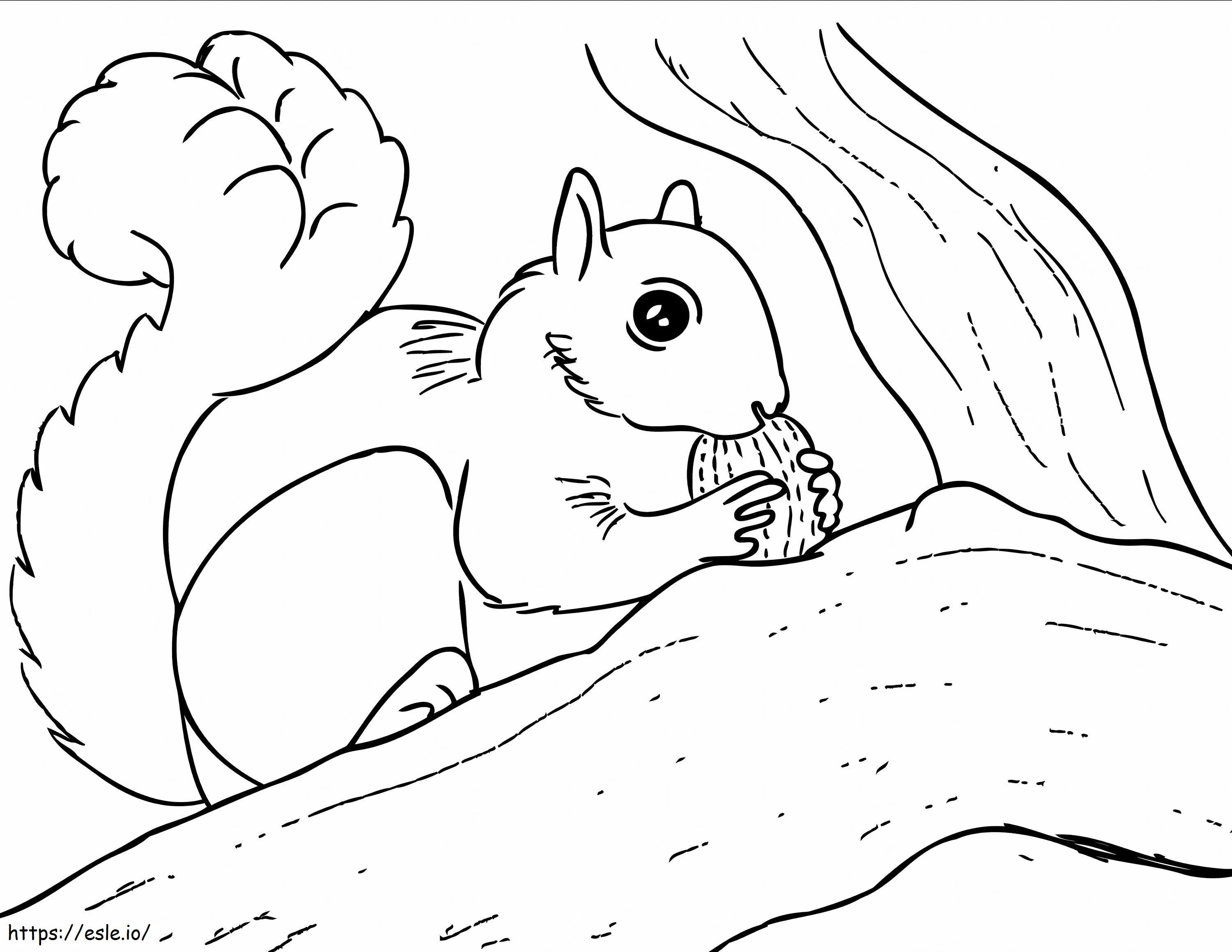 Veveriță care mănâncă ghindă 1 de colorat
