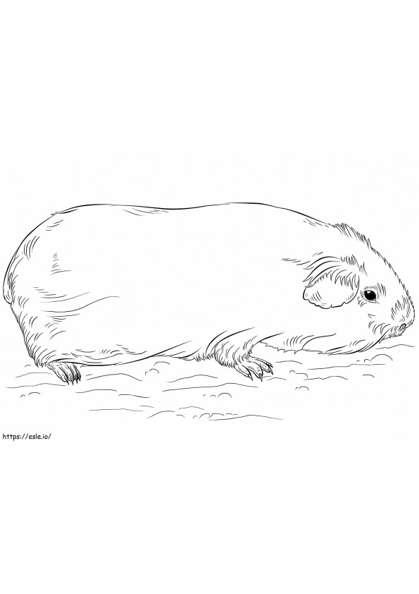Normalna świnka morska