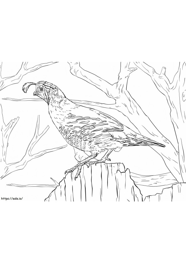 Realistic Quail coloring page