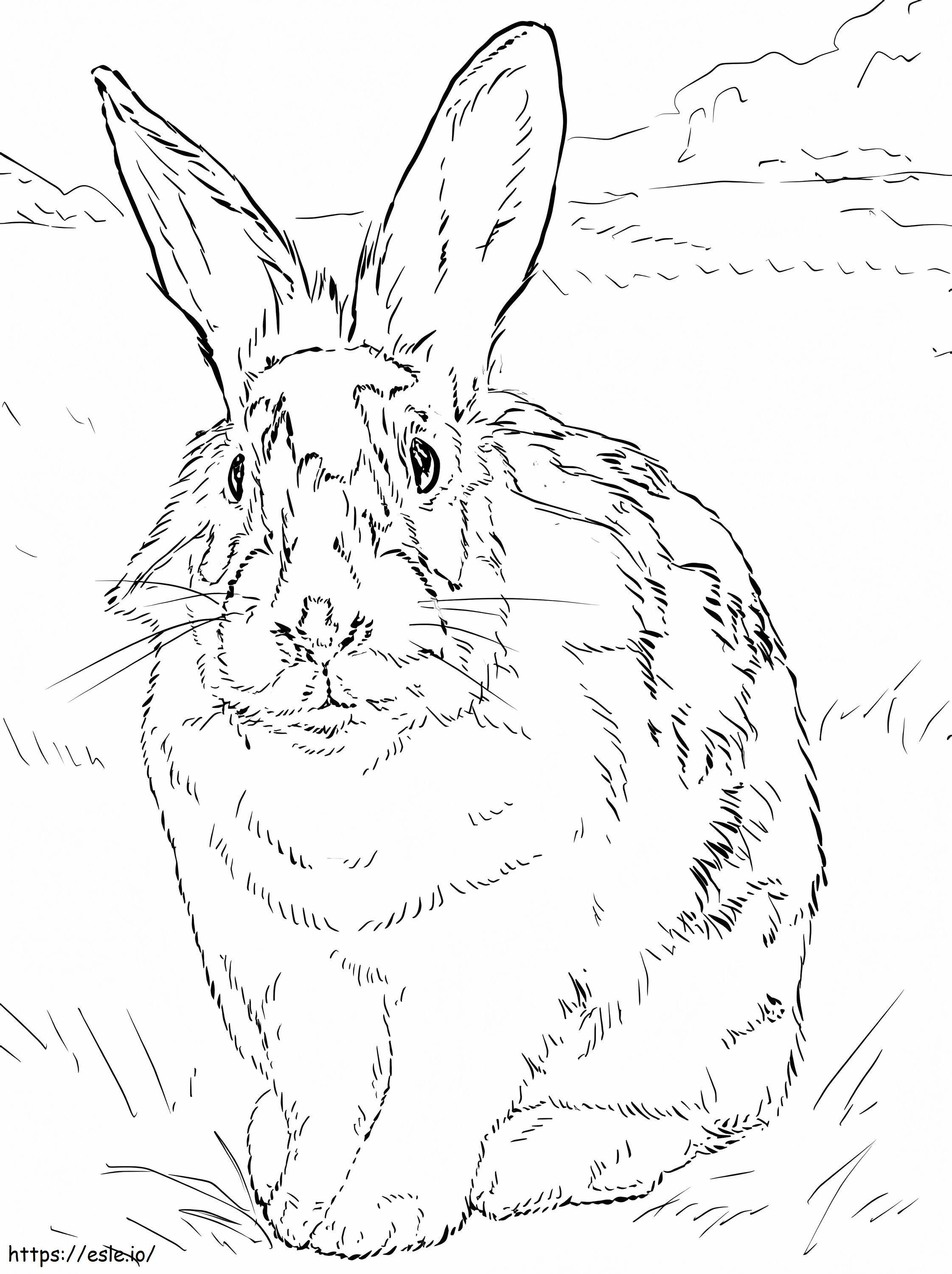 Zwart-wit konijn kleurplaat kleurplaat