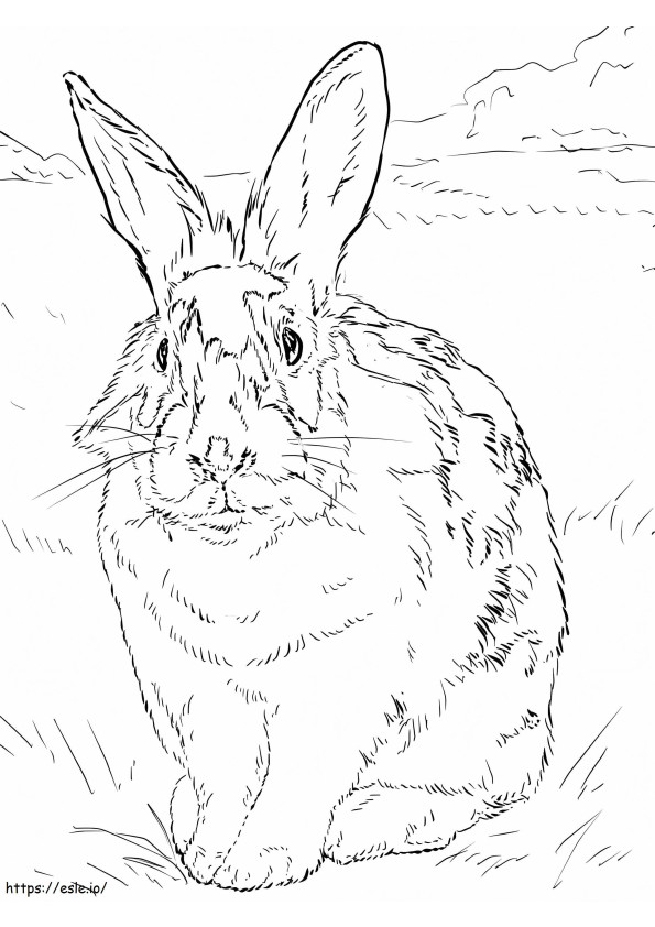 Black And White Rabbit coloring page