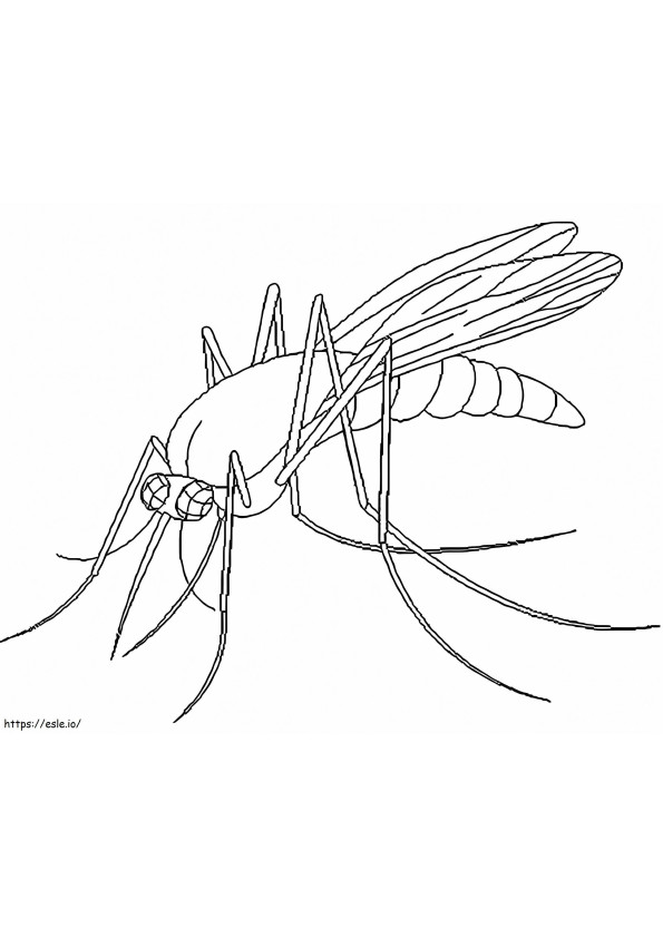 Zanzara inquietante da colorare