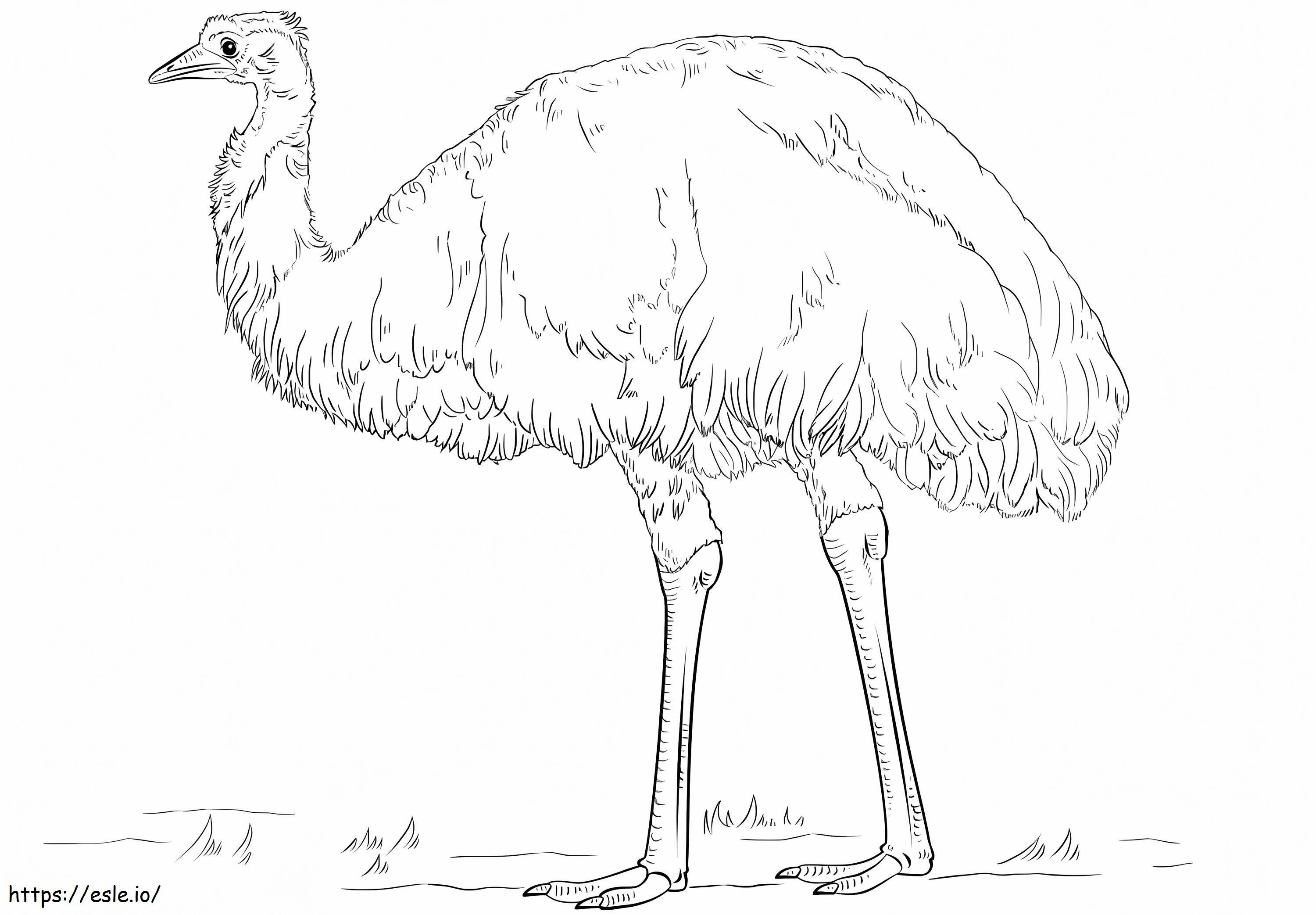 Realistic Emu coloring page