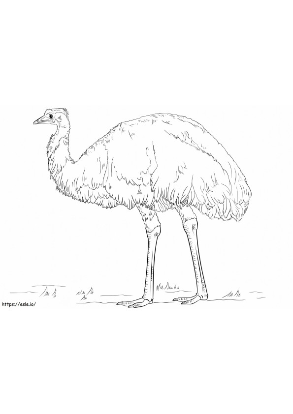 Realistic Emu coloring page