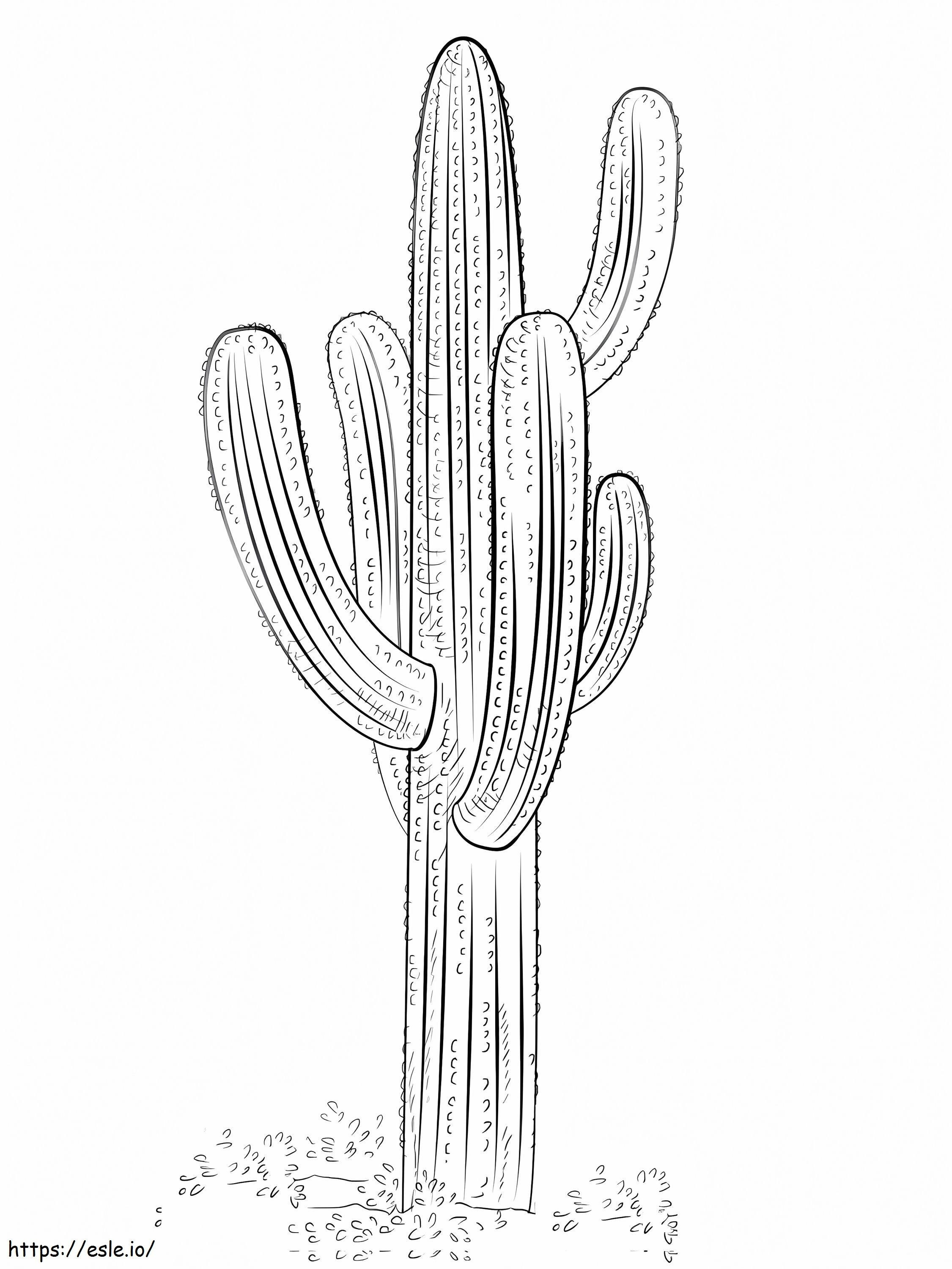 1595810936_Kaktus Saguaro1 kolorowanka