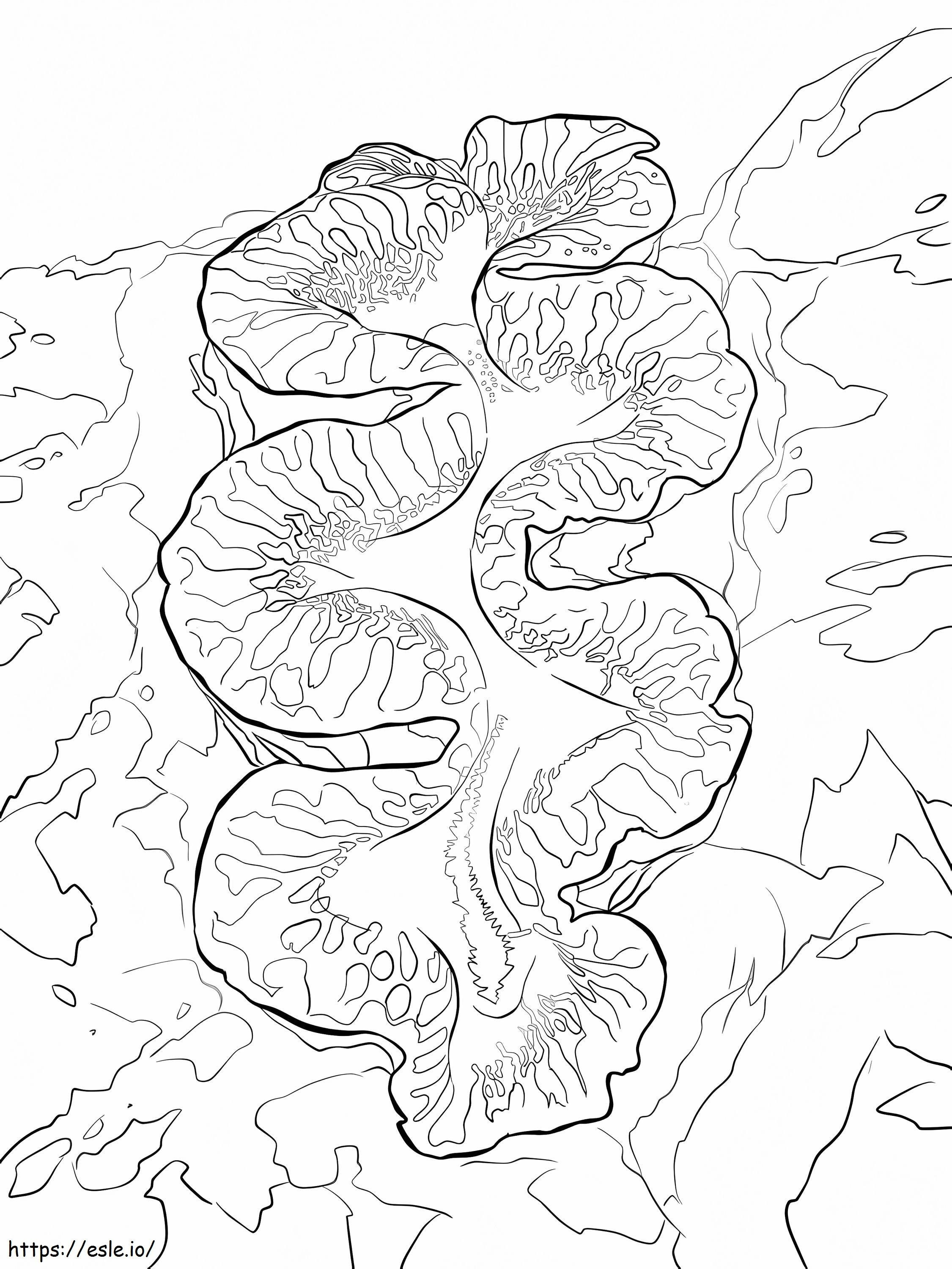 Giant Clam coloring page