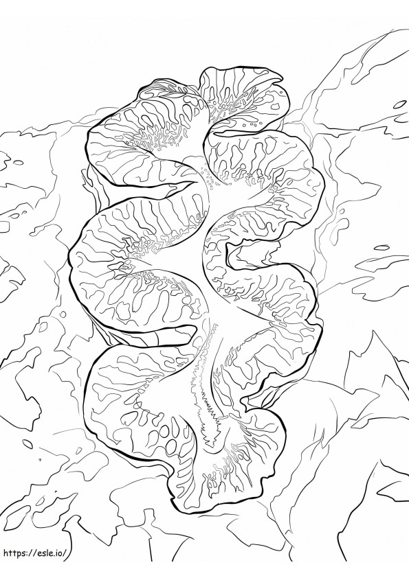 Giant Clam coloring page