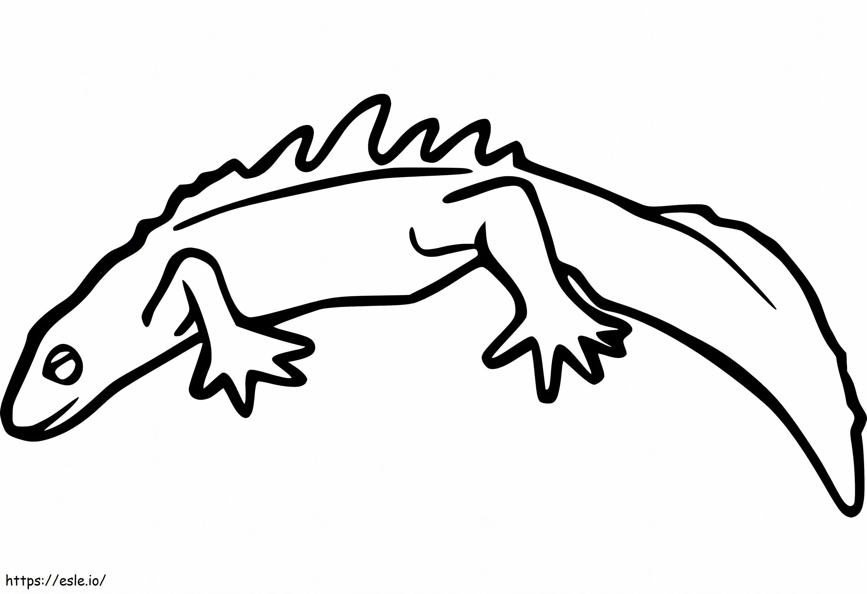 Eastern Newt coloring page