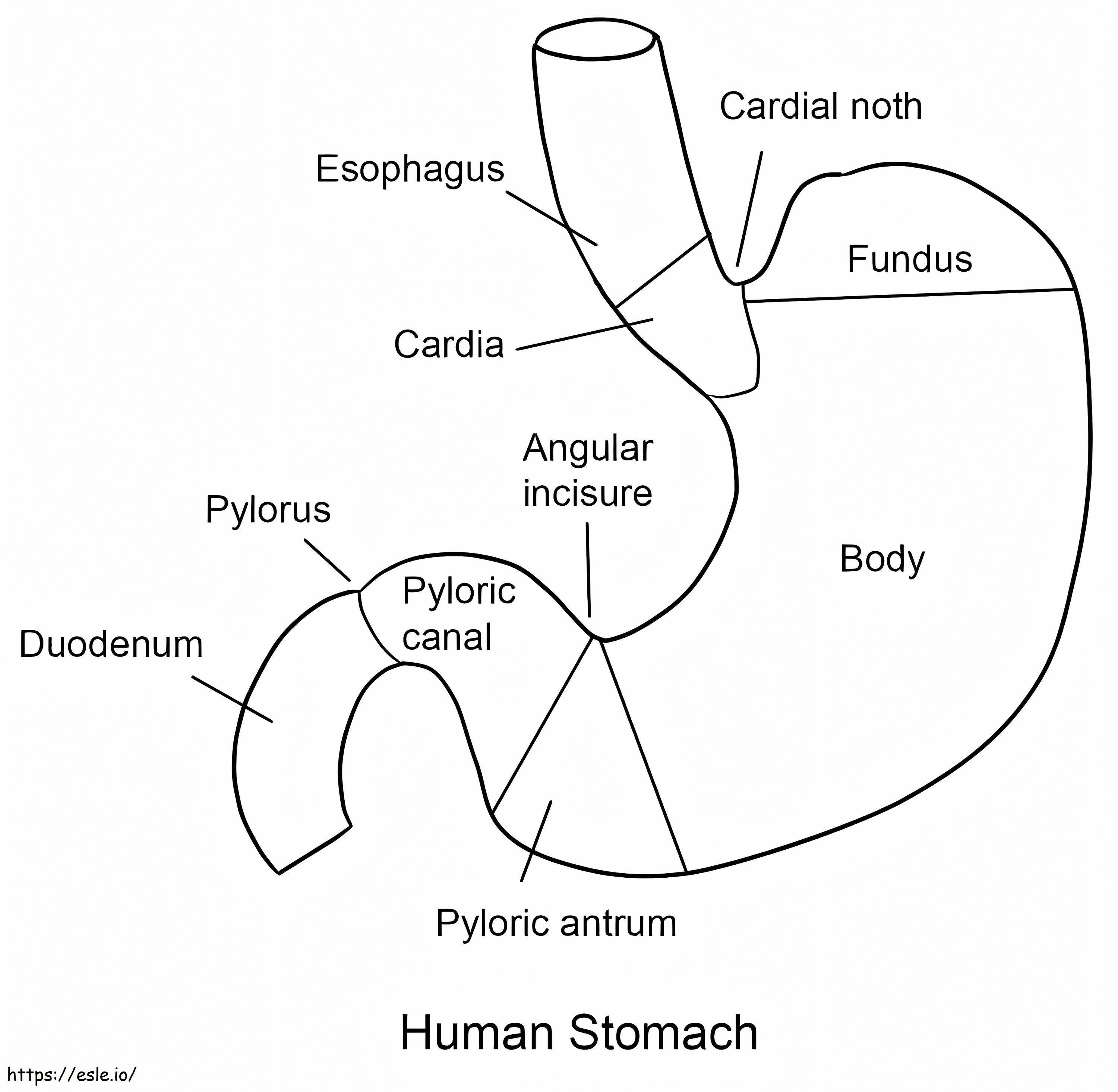 Menschlicher Magen ausmalbilder