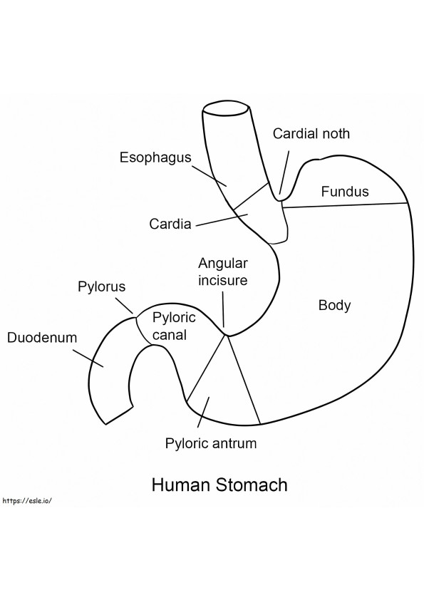 Human Stomach coloring page