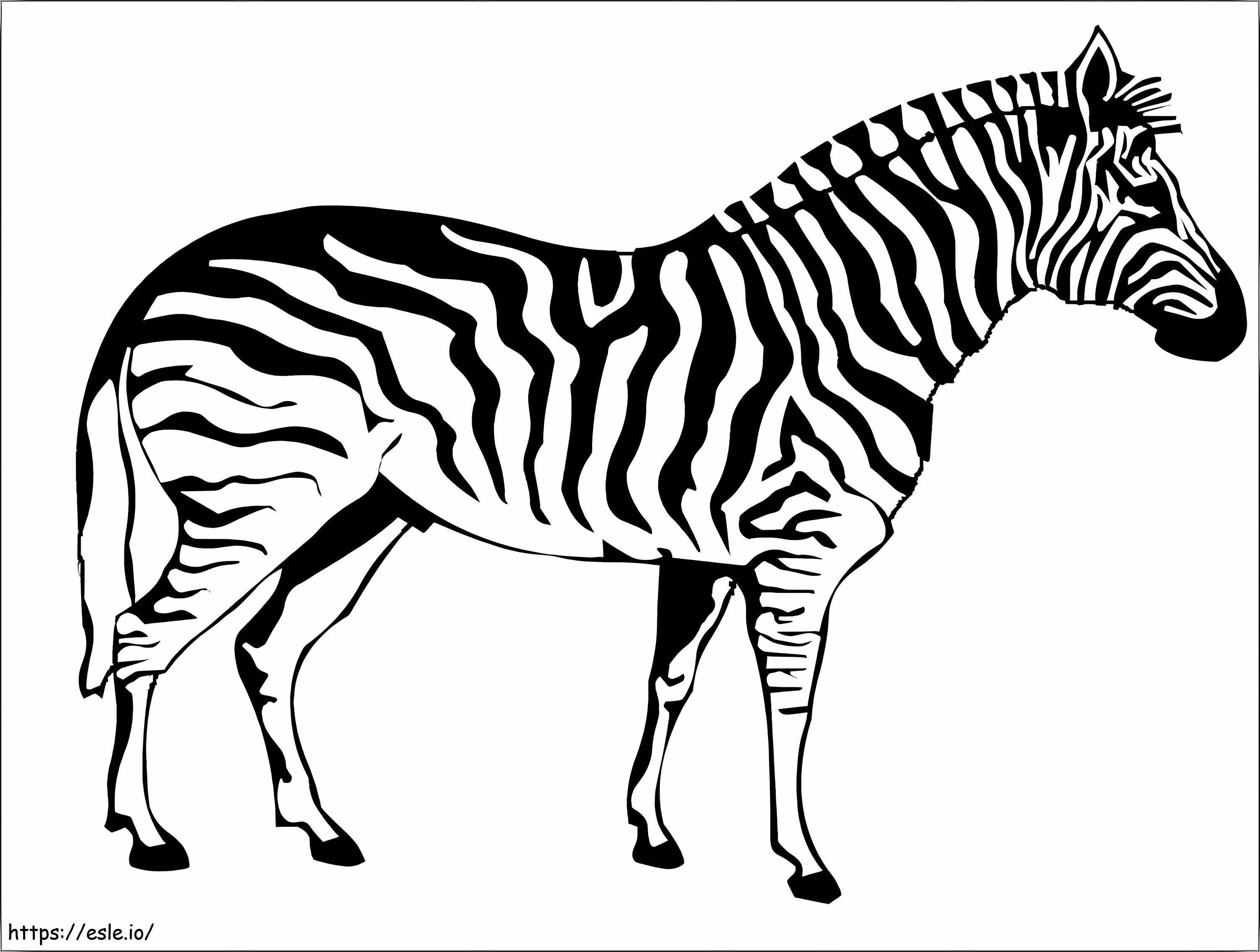 Zebra realista para colorir
