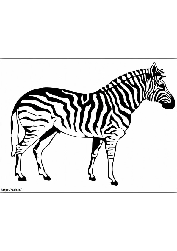 Zebră realistă de colorat