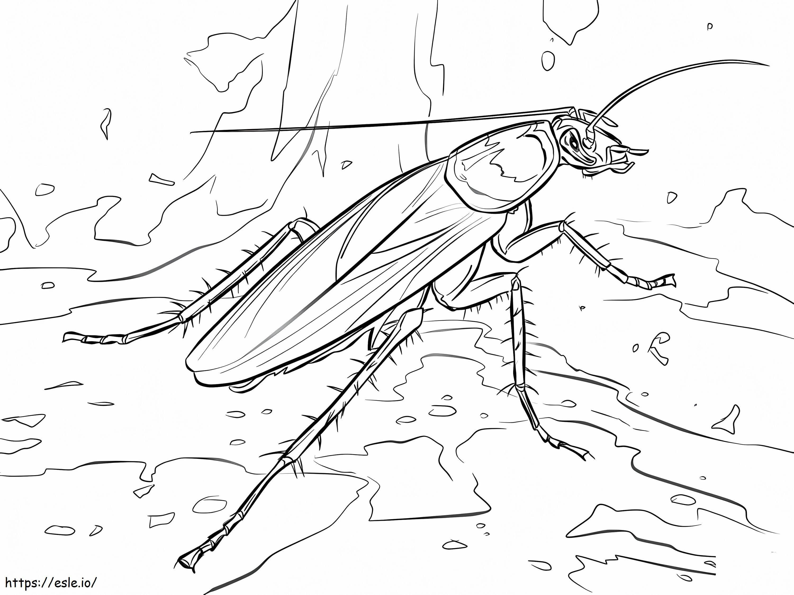 Gândacul american de colorat