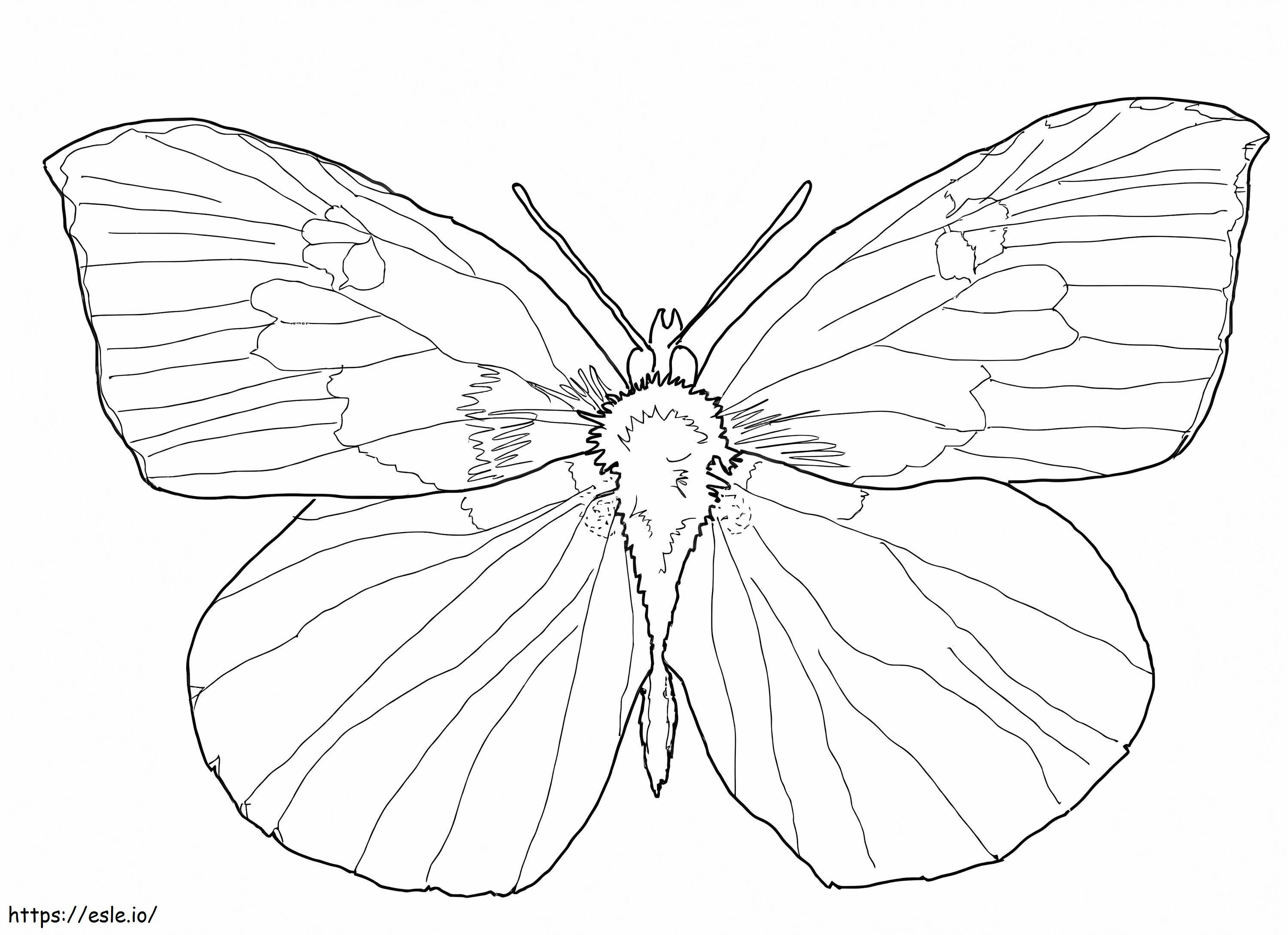 Mariposa castaño de Indias para colorear