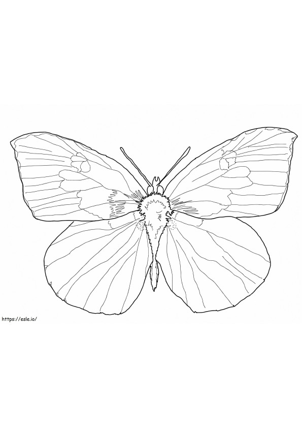 Buckeye Butterfly coloring page