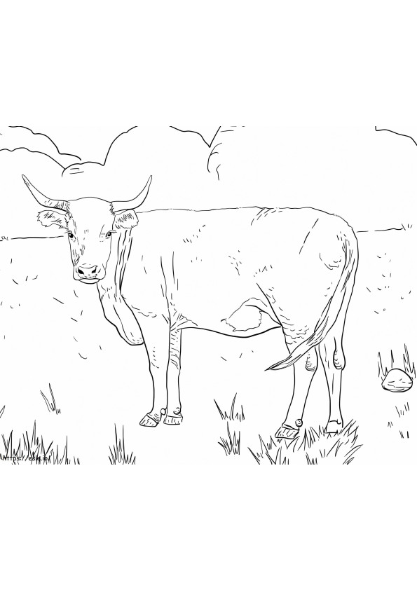 Horned Hereford Cow coloring page