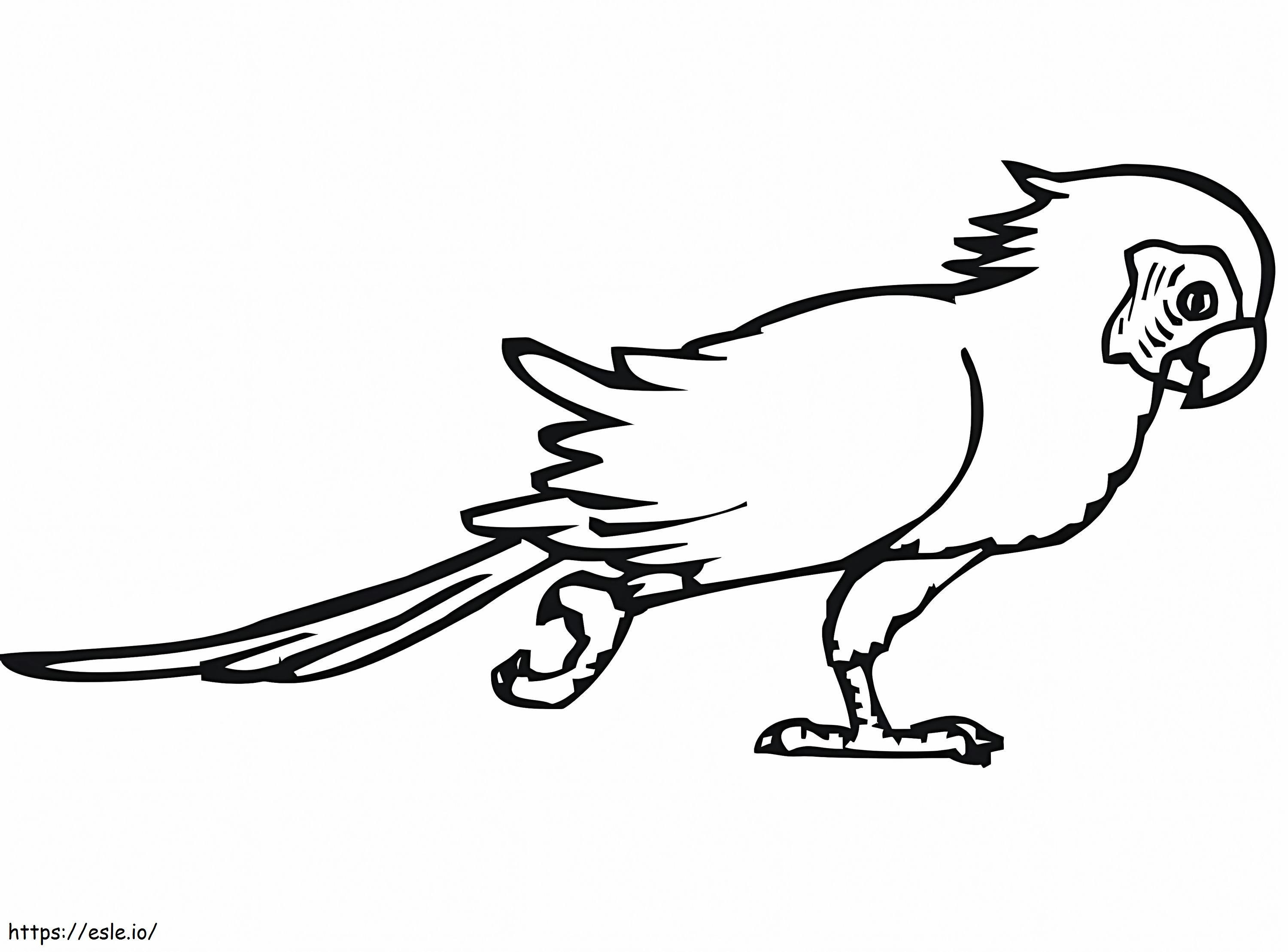 Krocząca papuga kolorowanka