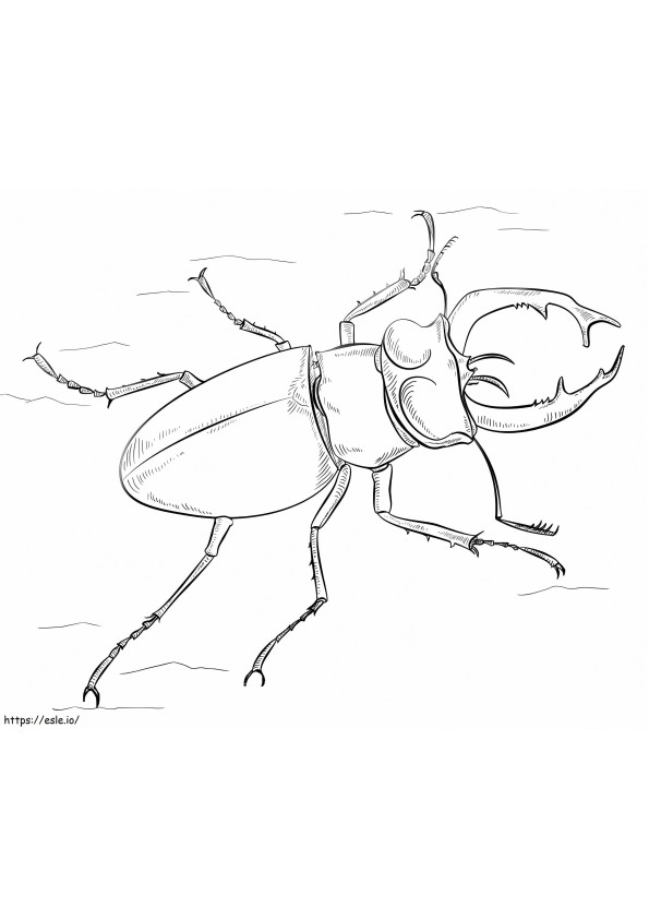 Kumbang Rusa Hitam Gambar Mewarnai