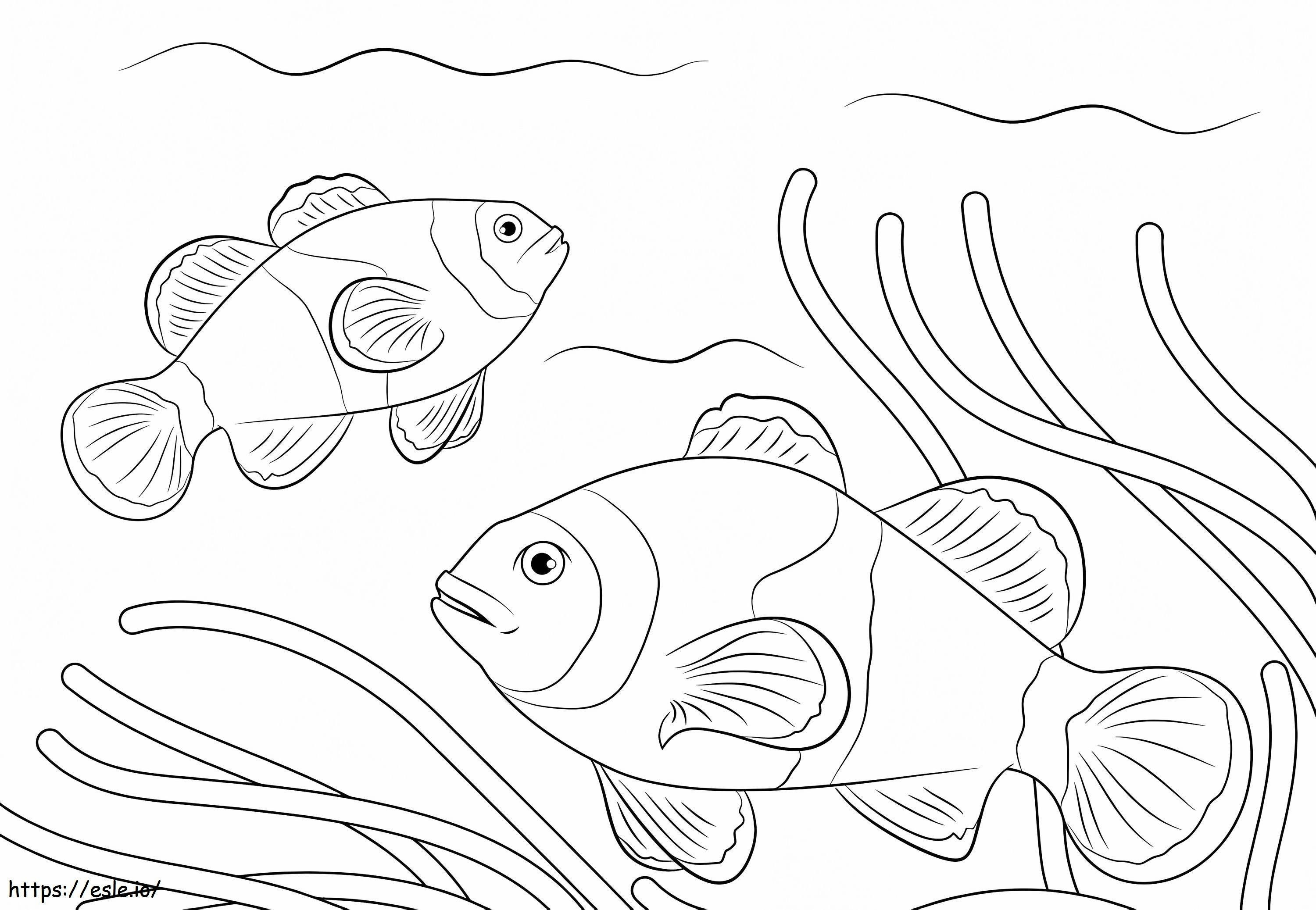Ocellaris Clownfishes 1 coloring page