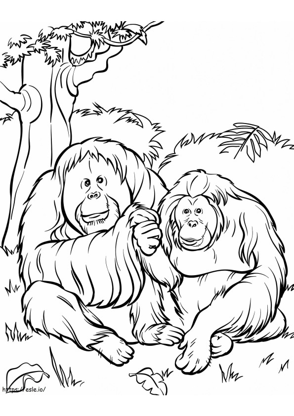 Kaksi orangutankia istuu värityskuva