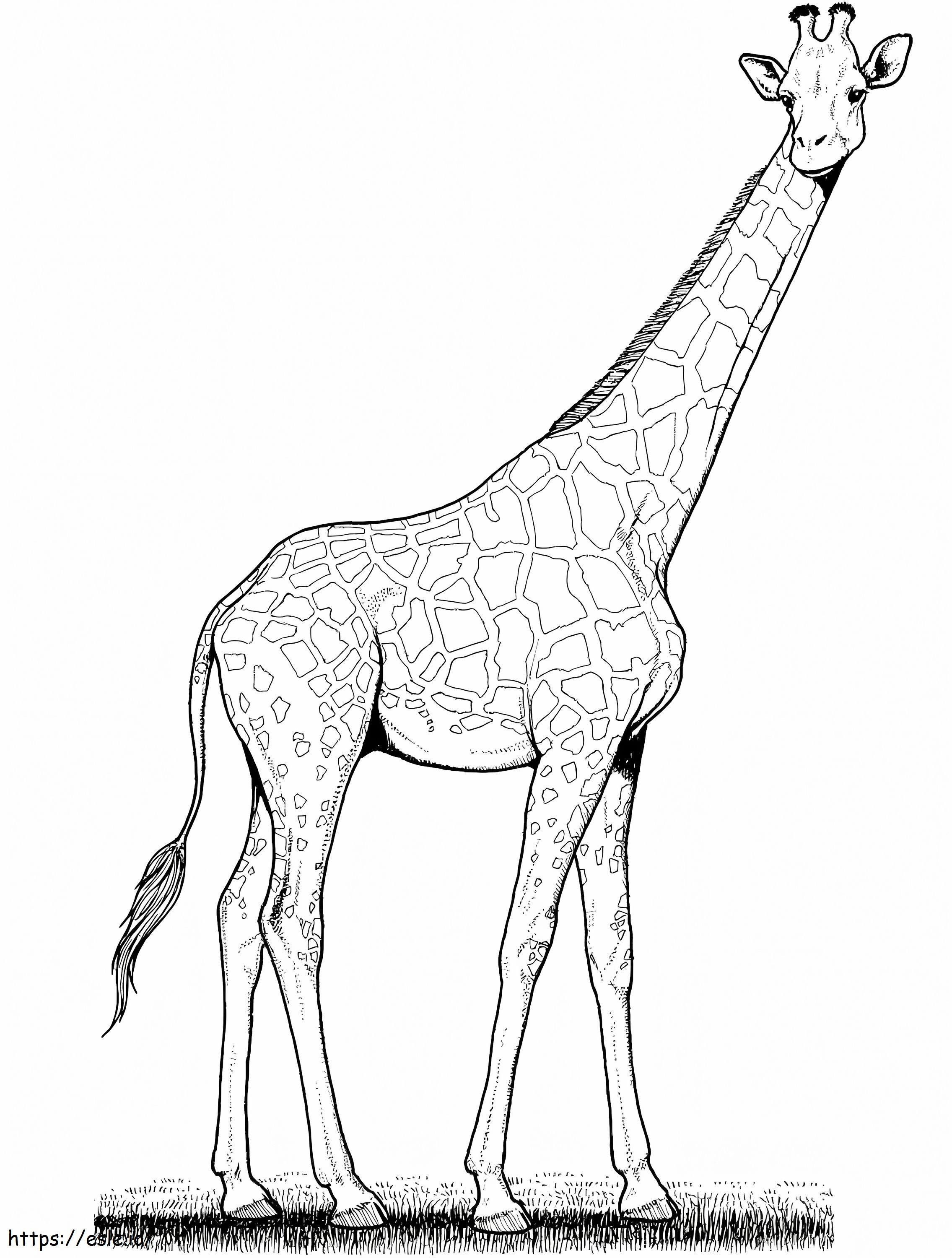 Girafă sălbatică de colorat