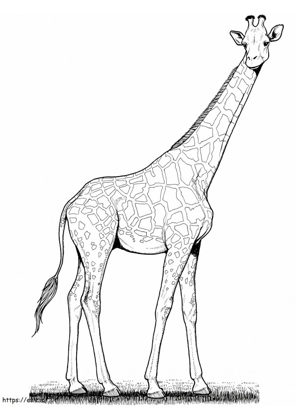 Wilde giraffe kleurplaat