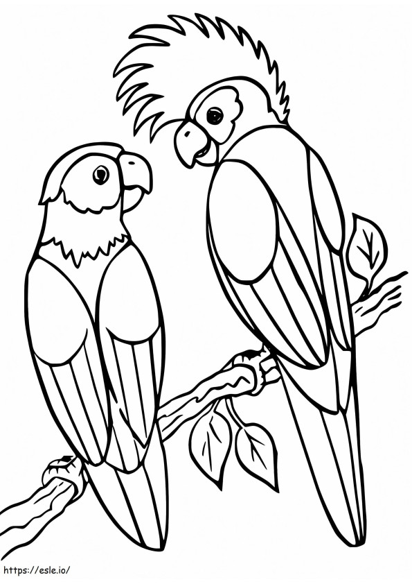 Nimfa i papuga kolorowanka