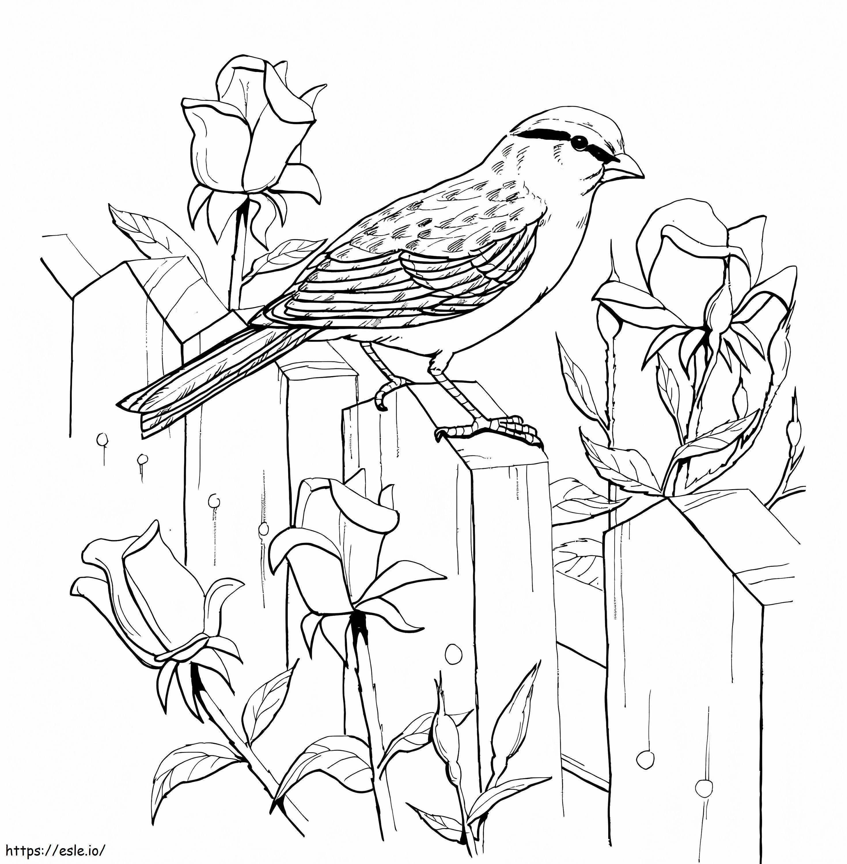 Chipping Sparrow On Fence coloring page
