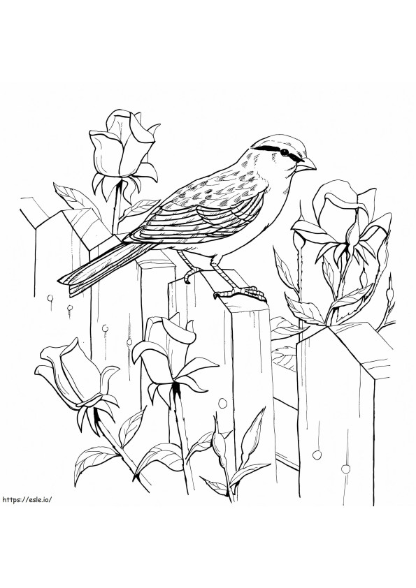 Chipping Sparrow On Fence coloring page