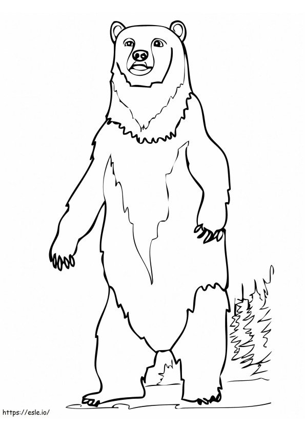 Niedźwiedź brunatny na stojąco kolorowanka