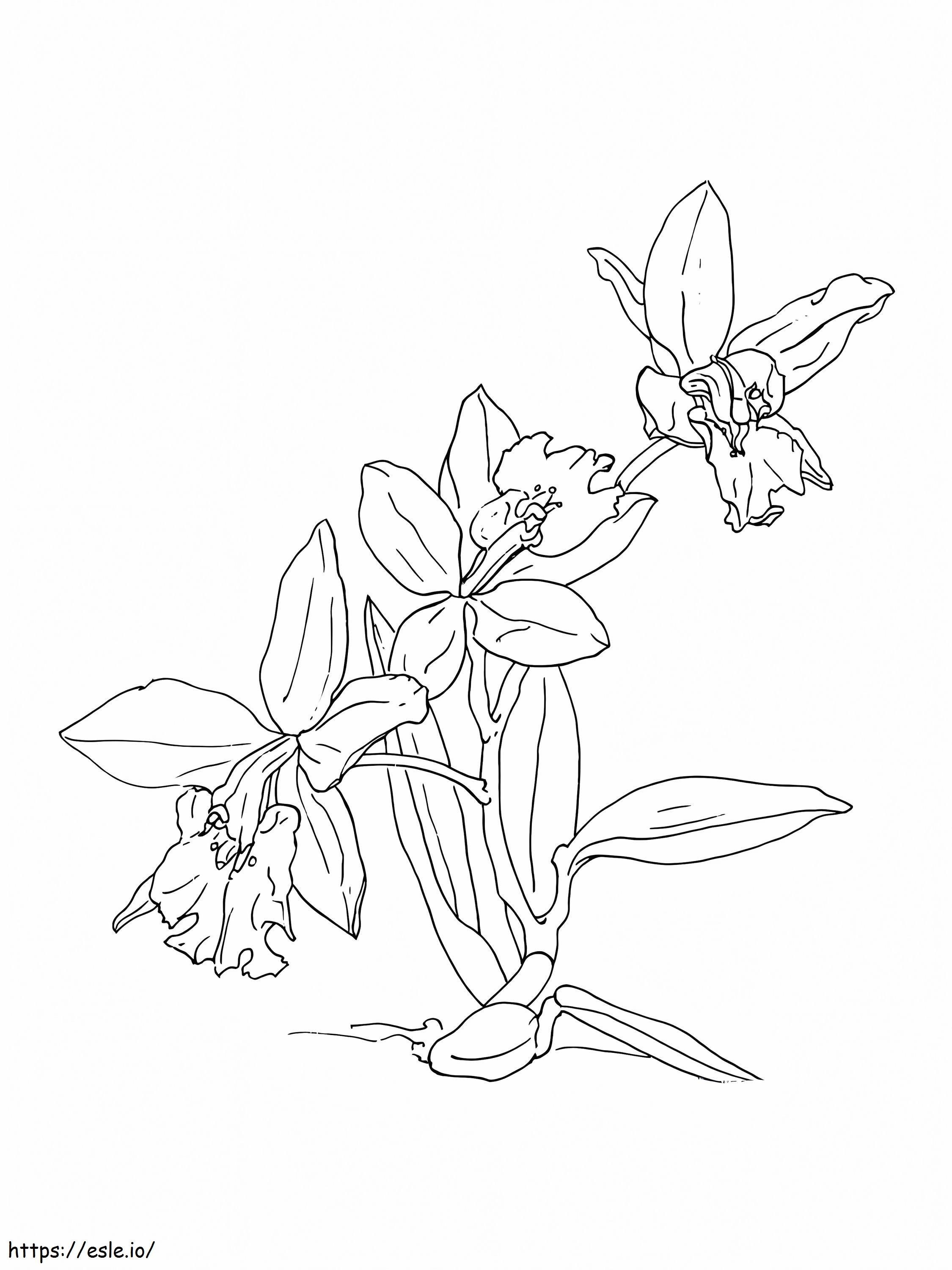 Printable Orchid Flower coloring page