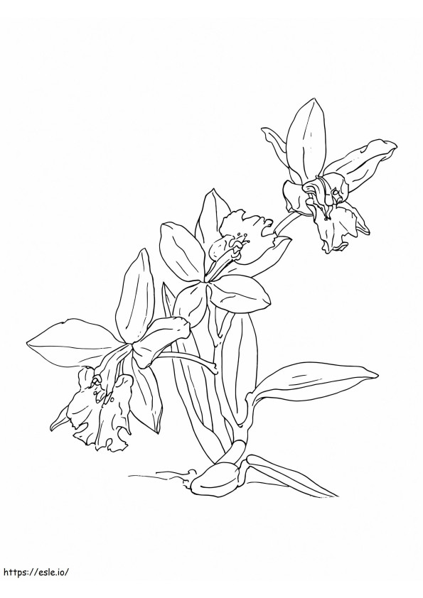 Flor de orquídea imprimible para colorear