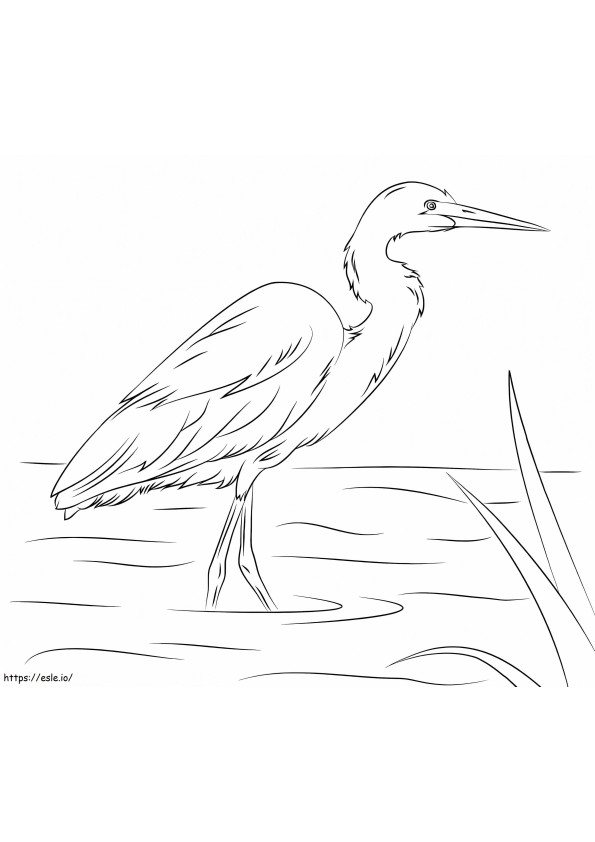 Yellow Billed Egret coloring page