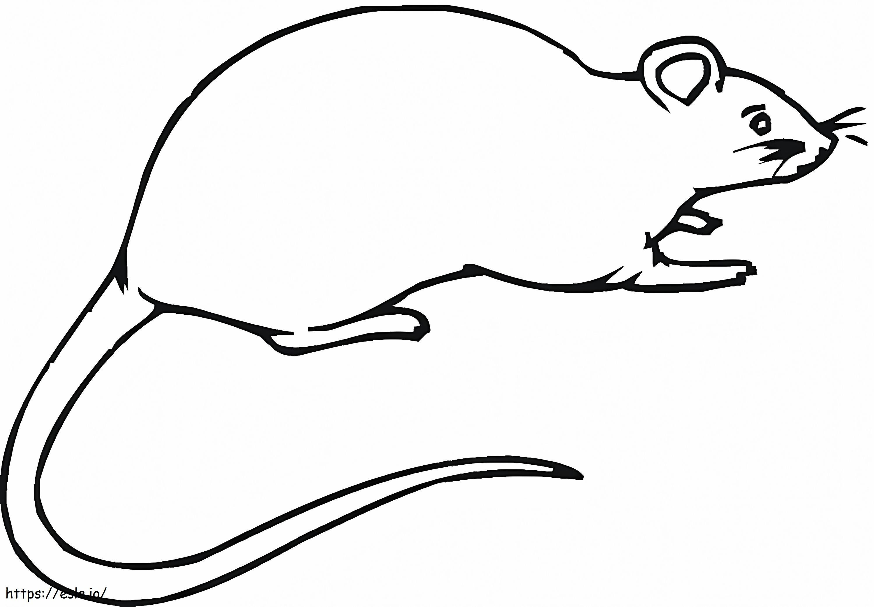 Coloriage Rat gratuit à imprimer dessin