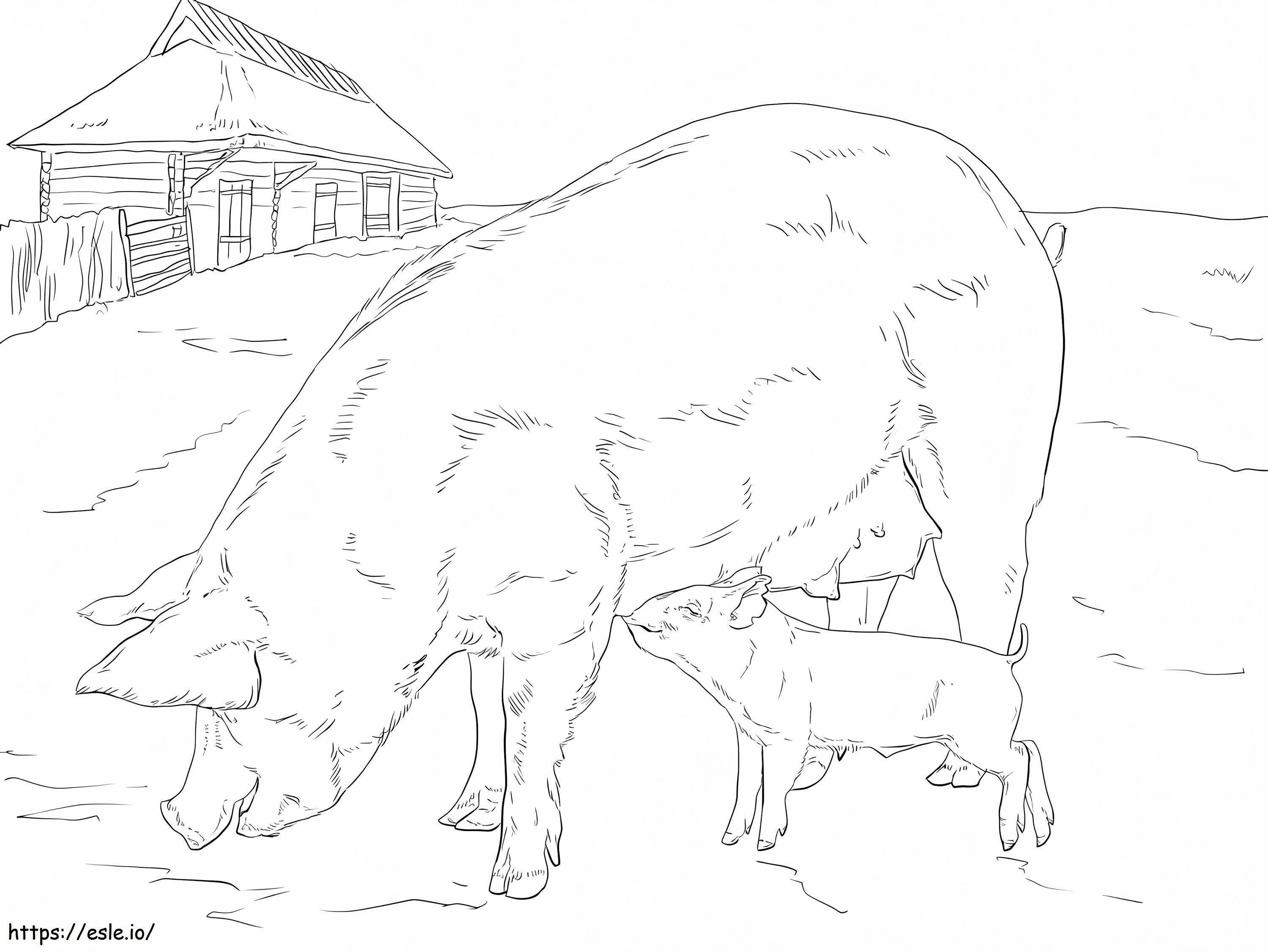 Mother And Baby Pig coloring page